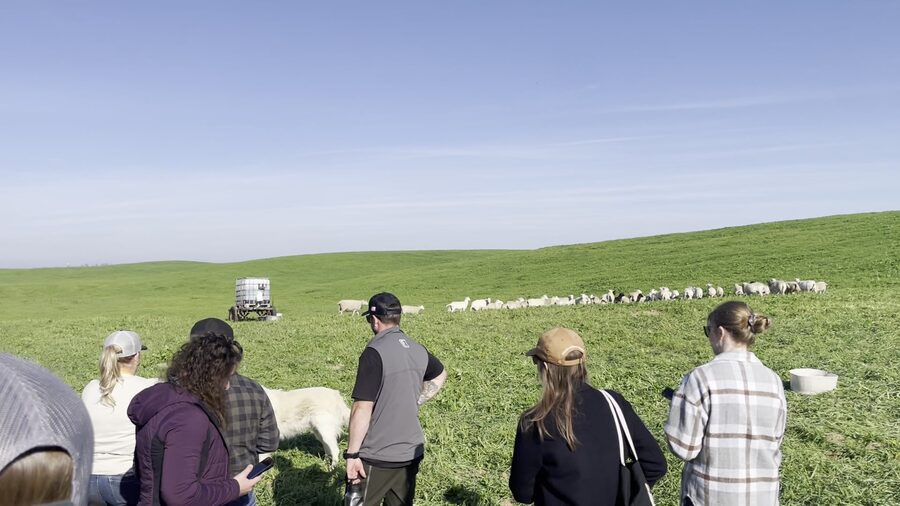 Field observation at Burroughs Family Farms — group with sheep flock and livestock guardian dogs in working pasture