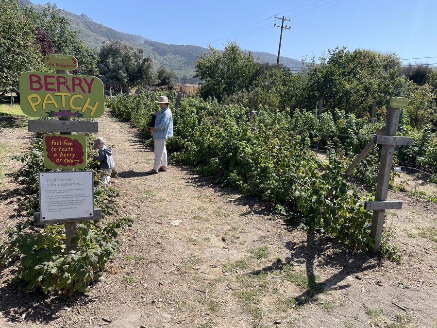 Earthbound Farm raspberry rows — trained row crops and staked berry systems, Carmel Valley California