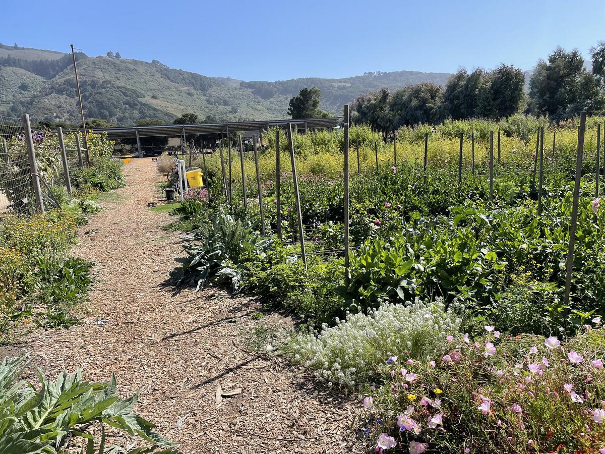 Earthbound Farm — regenerative production beds, wildflowers, and California coastal mountains