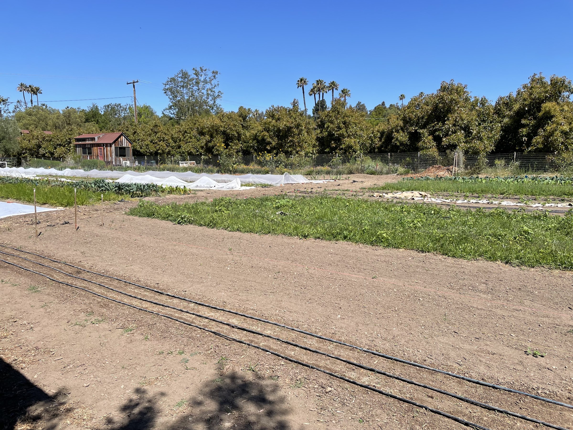 Vegetable beds, irrigation lines, and row-cover areas in a working farm environment